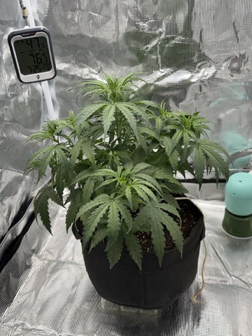 Indoor — vegetative, day 32