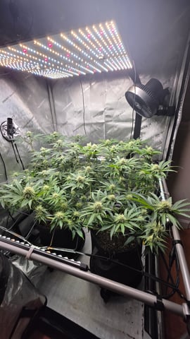 ethos genetics  — flower, day 92