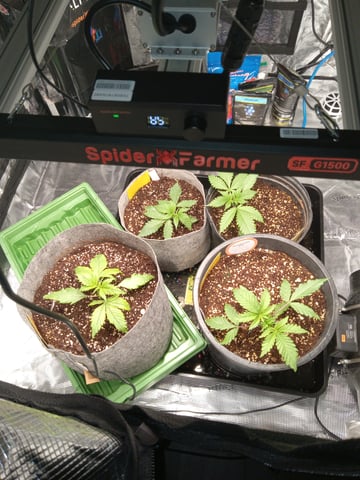 critical purple kush x peyote wifi  in the auto pot system tray 2 grow with added microhazian to the coco coir  — vegetative, day 19