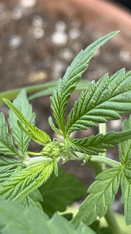 3masketeers — vegetative, day 45
