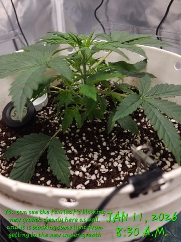 Dos Si Dos. Indica — vegetative, day 17