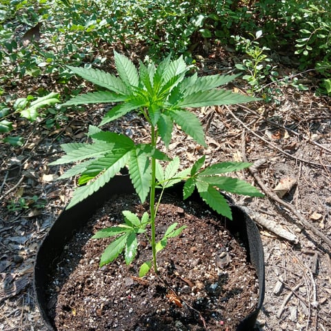 1GreenThumb — vegetative, day 251