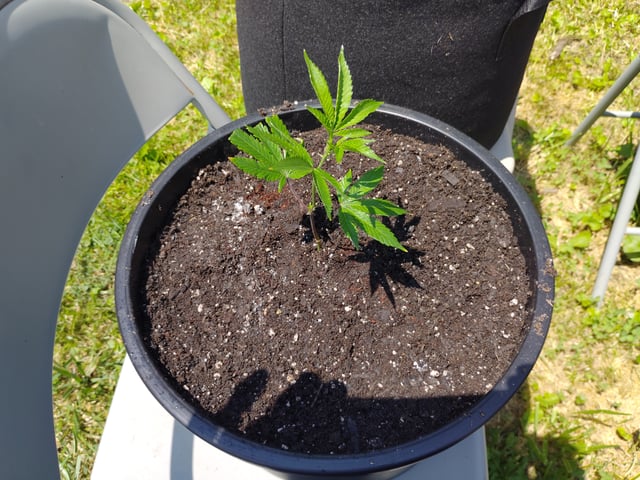 Outdoor Grow 1 — vegetative, day 4