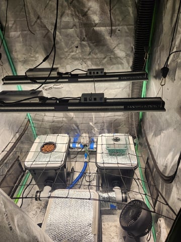 Wedding Cake Auto — seedling_rooting, day 9