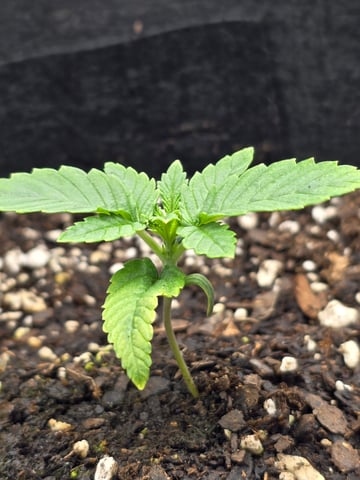 Northern lights #10 (Alaska) — vegetative, day 8