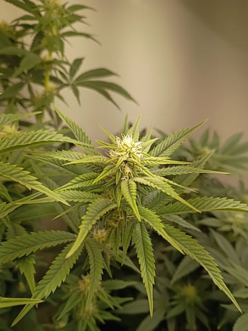 Lokie OG x Permanent Marker — flower, day 73