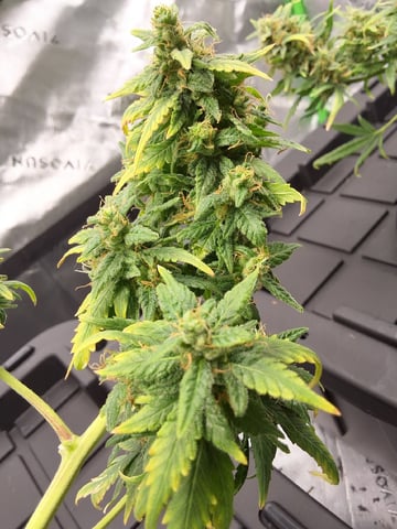 STELLA — flower, day 101