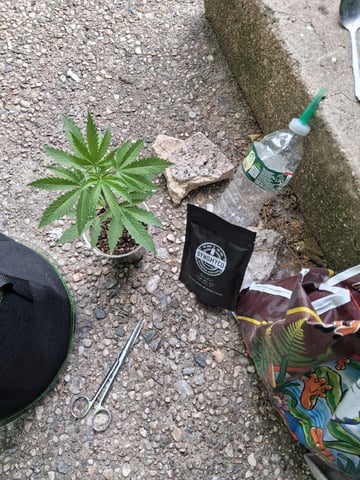 My First Grow — vegetative, day 58