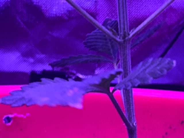 Archived Grow — none, day 2