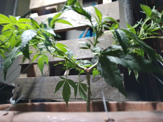 My 1st grow 2 big pots 9 small containers — vegetative, day 45