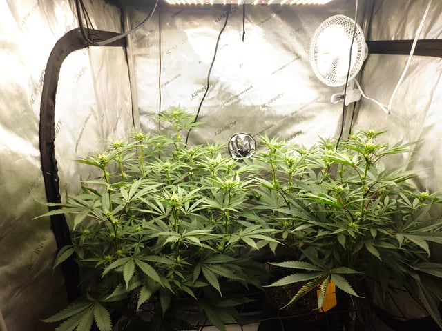 First clones (Dr nefario)  — flower, day 44