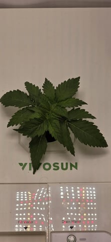 Vivosun Seed tent — vegetative, day 20