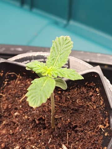 Dos Si Dos. Indica — seedling_rooting, day 2