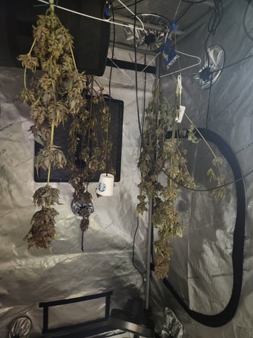 Another round of Mephisto Genetics from Schoolyard Crush and Do-si-delirium drops.