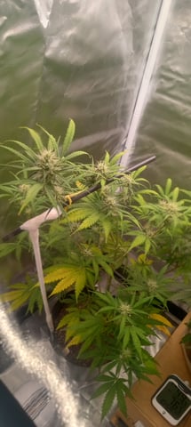 frst grow tent grow — auto, day 57
