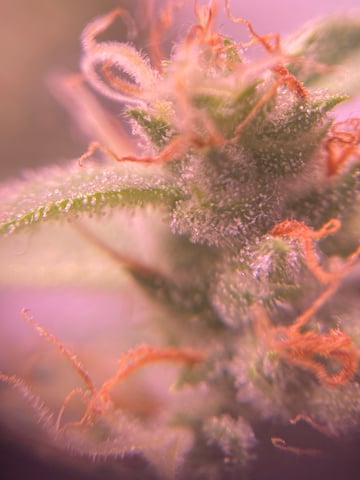 pineapple Express  — flower, day 27