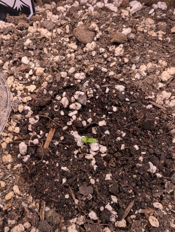 Piggy Stardust — germination, day 5