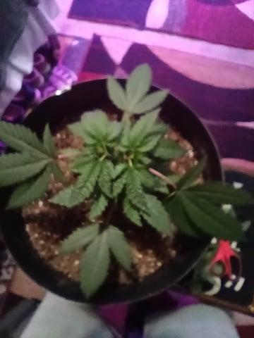 Round Deuce  — vegetative, day 34