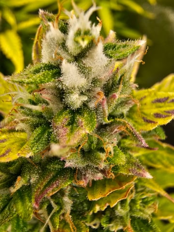 bubblegum  — flower, day 25