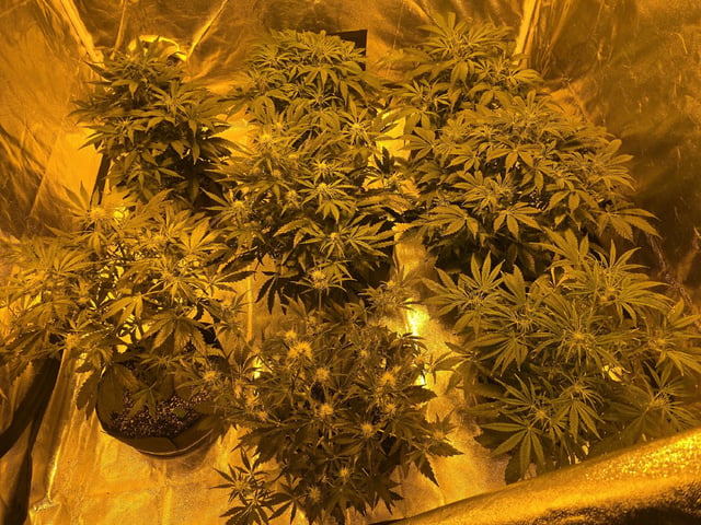 Autos AGAIN — flower, day 46