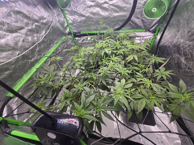 Funk Mountain 2 — flower, day 24