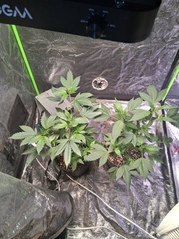 S&D  First Grow — vegetative, day 14