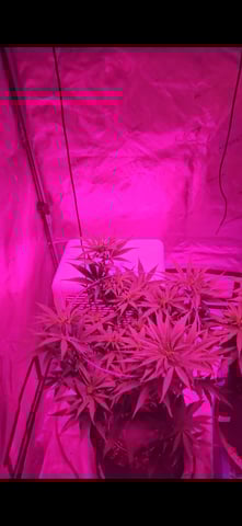 BLACKCHERRY SHERB — flower, day 30