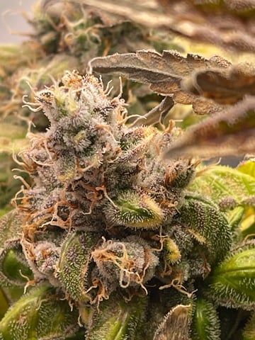 Phx_Freedom — flower, day 57