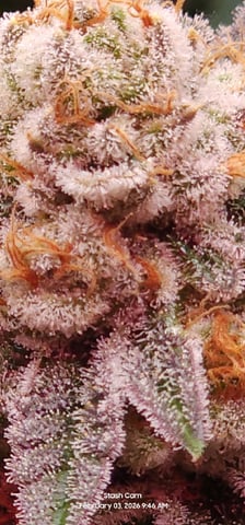 Punch Mints Female Pheno #2 Clone(s) — flower, day 301