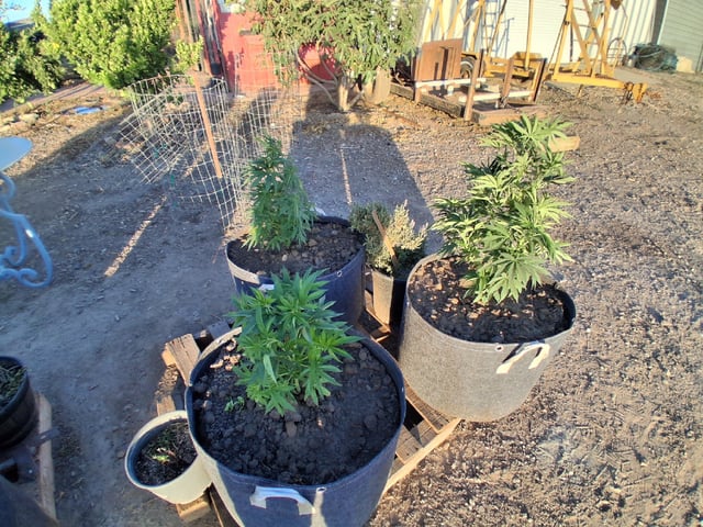 2026 Grow — vegetative, day 60