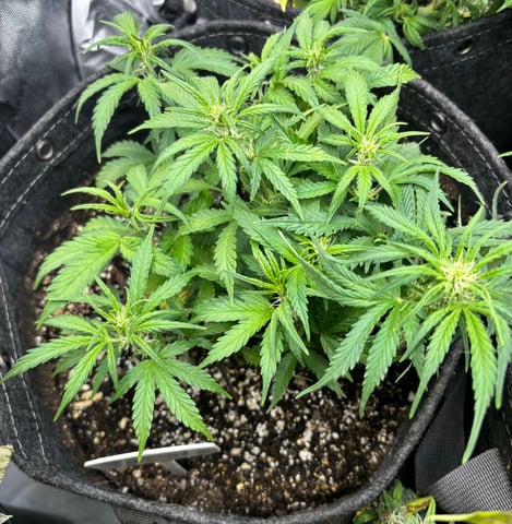 winter 25-26 — vegetative, day 31