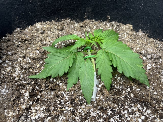 Autoskunk and OG Kush — vegetative, day 19