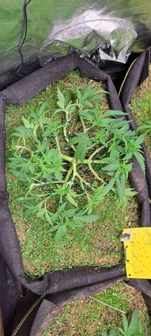 First Grow with the new setup  — vegetative, day 46