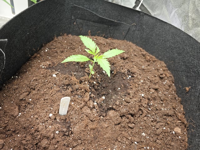 mimosa punch  — grow_setup, day 7