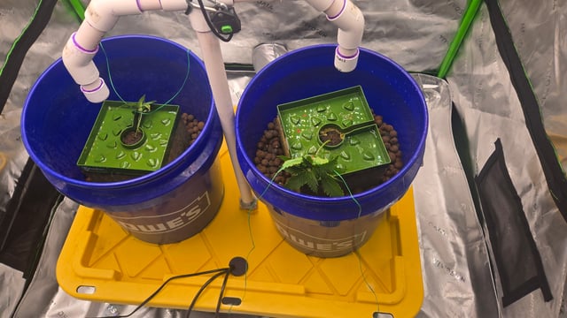 Fastbuds Autoflower Run — vegetative, day 17