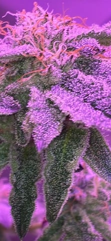 White Widow & Skittlez — flower, day 56