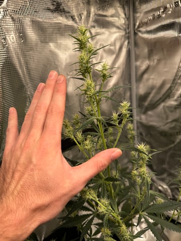 Grow Number 2 — flower, day 40