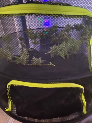 pineapple Express  — none, day 43