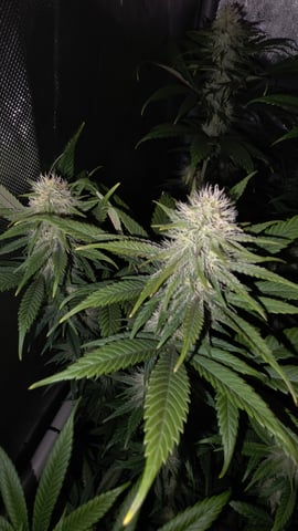 ethos genetics  — flower, day 87