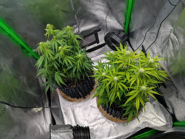 Titan F1 grow  — flower, day 50