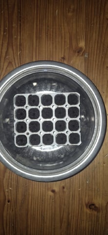 3x Strains — germination, day 1