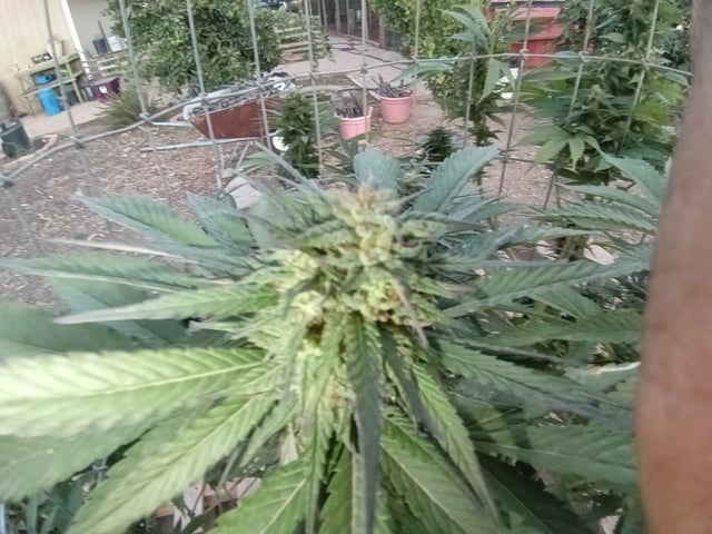 first 4 — flower, day 71