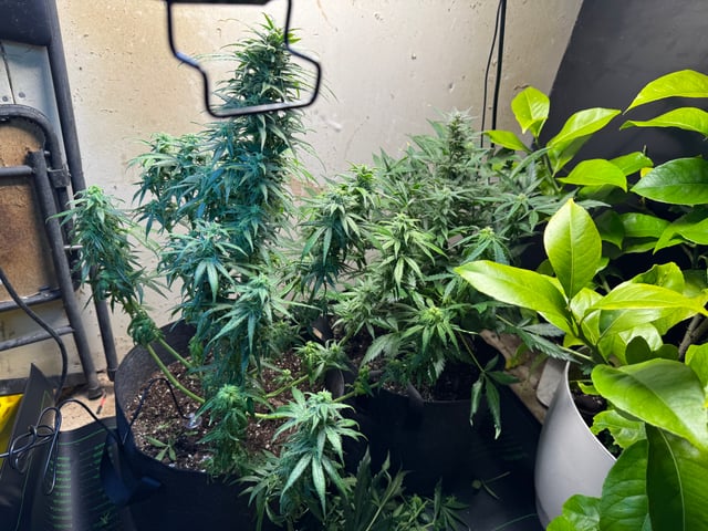 First grow — flower, day 93