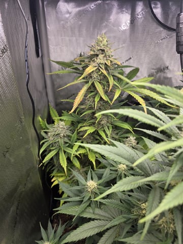 Coco Grow — flower, day 71
