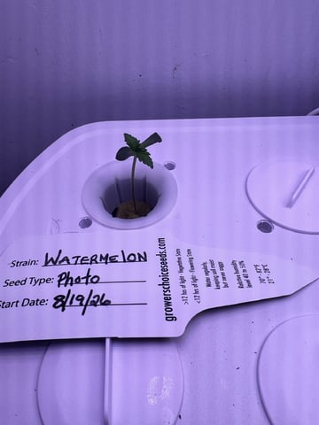 Inside Mother Plants — seedling_rooting, day 9