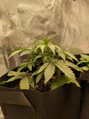 first grow — flower, day 20