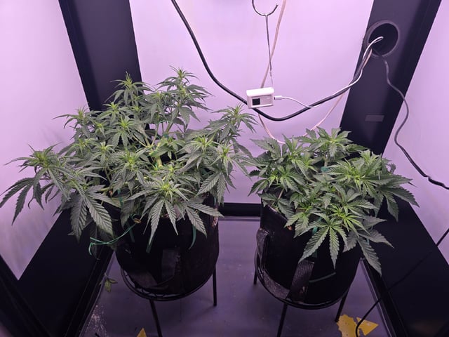 1st Auto Grow (LSD + BrB) - 1st indoor Grow — flower, day 33