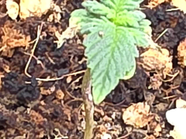 Gorilla Gas  — grow_setup, day 2