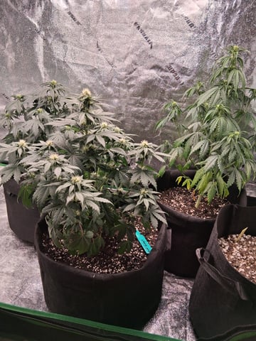 Lemon Cherry Cookies, Purple Haze and Strawberry Gorilla Grows — flower, day 66