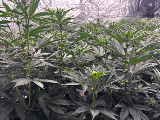 Pink Passion Fruit — flower, day 63